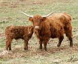 Highland Cow and calf 9Y316D-045